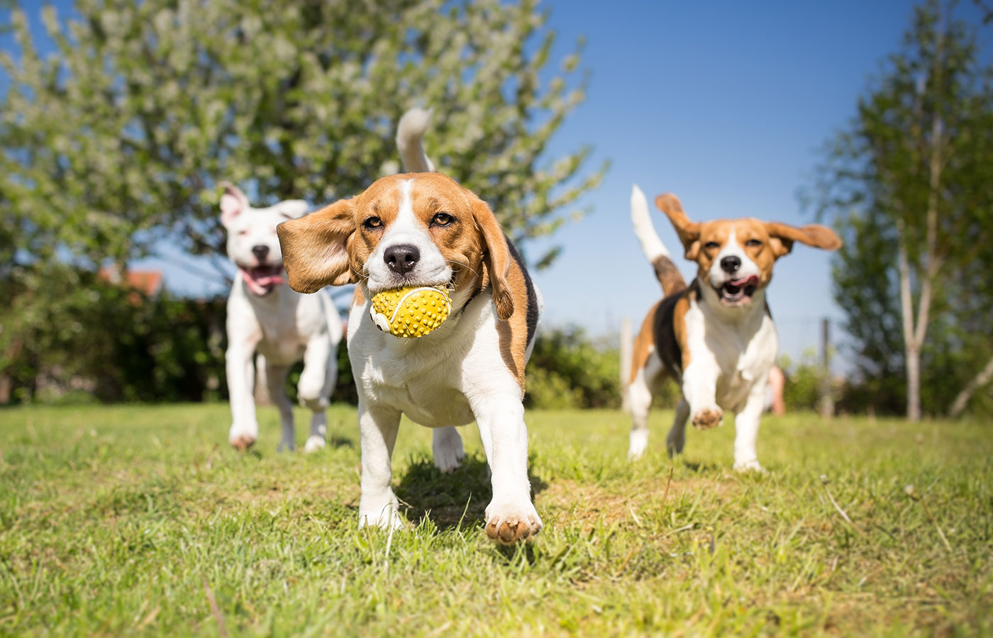 Group of dogs playing in the park - Image