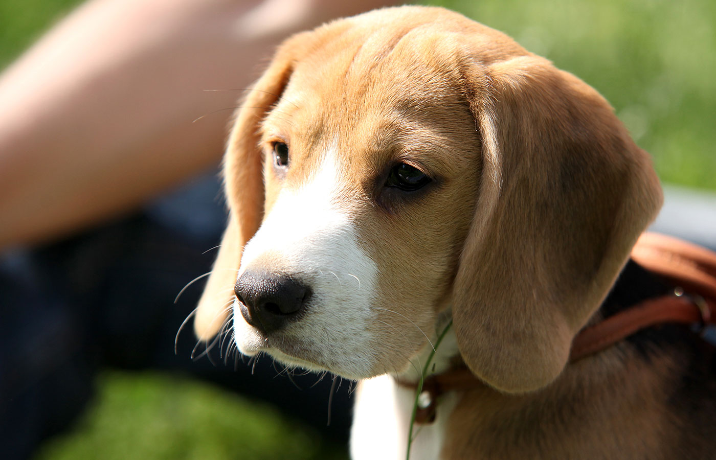 Beagle Puppy portrait - Image