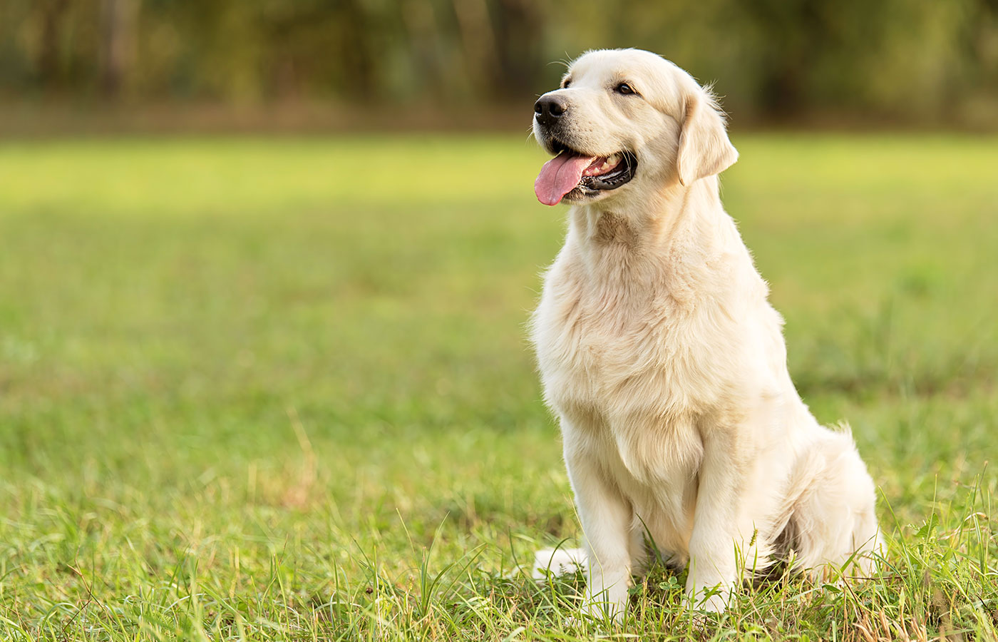 Beauty Golden retriever dog in the park - Image